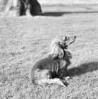 Picture of miniature long haired dachshund sitting in a garden