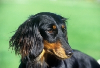 Picture of miniature longhair dachshund