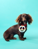 Picture of miniature longhaired Dachshund with peace symbol