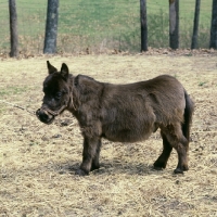 Picture of miniature mule in kentucky usa