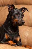 Picture of Miniature Pinscher (aka Min Pin) on sofa