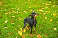 Picture of Miniature Pinscher amongst autumn leaves