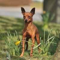 Picture of Miniature Pinscher dog standing in grass