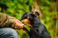 Picture of Miniature Pinscher eating from hand