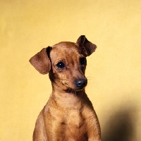Picture of miniature pinscher, head study on yellow background