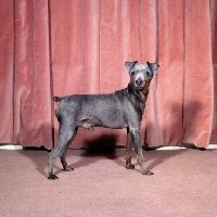 Picture of miniature pinscher in front of curtain