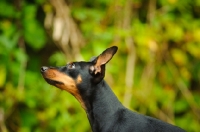 Picture of Miniature Pinscher looking ahead
