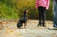 Picture of Miniature Pinscher looking at people