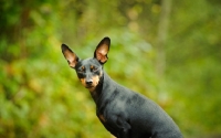 Picture of Miniature Pinscher looking at camera