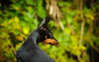 Picture of Miniature Pinscher looking away