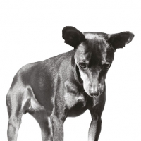 Picture of miniature pinscher looking down 