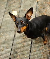 Picture of Miniature Pinscher looking up