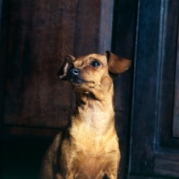 Picture of miniature pinscher looking up