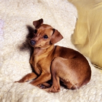 Picture of miniature pinscher lying on a rug