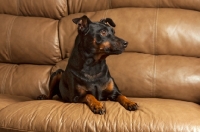 Picture of Miniature Pinscher lying on sofa