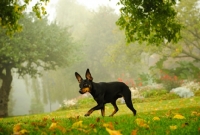 Picture of Miniature Pinscher on a morning walk