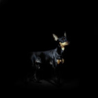 Picture of miniature pinscher on black background