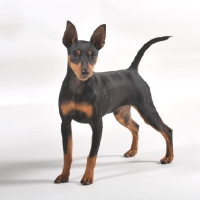 Picture of Miniature Pinscher on white background, 8 months old black and tan male