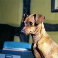 Picture of miniature pinscher portrait 