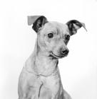 Picture of Miniature Pinscher portrait