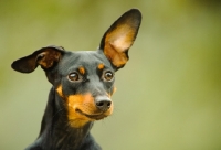 Picture of Miniature Pinscher portrait