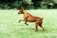 Picture of miniature pinscher prancing