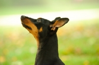 Picture of Miniature Pinscher profile