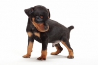 Picture of Miniature Pinscher puppy on white background