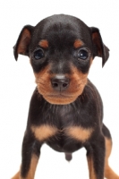 Picture of Miniature Pinscher puppy on white background, portrait