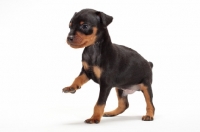Picture of Miniature Pinscher puppy on white background, one leg up