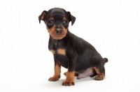 Picture of Miniature Pinscher puppy sitting on white background
