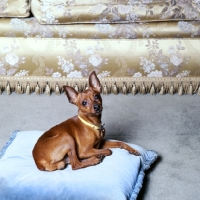 Picture of miniature pinscher resting on a cushion