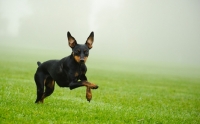 Picture of Miniature Pinscher running on grass