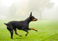 Picture of Miniature Pinscher running