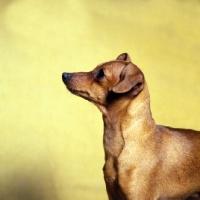 Picture of miniature pinscher side view