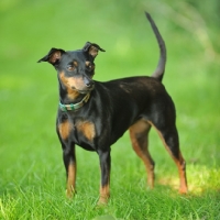 Picture of Miniature Pinscher standing on grass