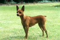 Picture of miniature pinscher standing on grass