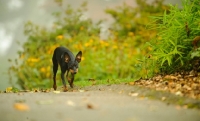 Picture of Miniature Pinscher walking on road