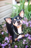 Picture of miniature pinscher with missing eye