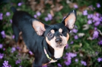 Picture of miniature pinscher with missing eye