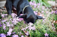 Picture of miniature pinscher with nose in flowers
