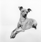 Picture of Miniature Pinscher