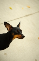 Picture of Miniature Pinscher