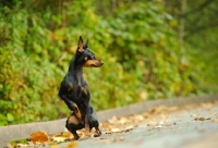 Picture of Miniature Pinscher