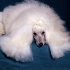 Picture of miniature poodle, ch miradel camilla