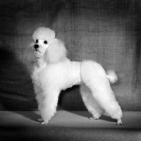 Picture of miniature poodle in dutch clip