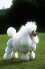 Picture of miniature poodle in lion clip barking