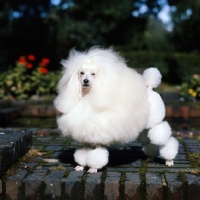 Picture of miniature poodle in lion clip