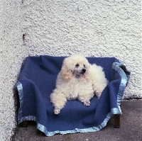 Picture of miniature poodle in pet clip in bed on blanket