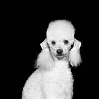Picture of miniature poodle in pet clip